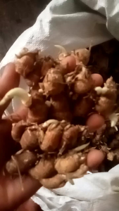 Kencur Segar Baru Petik Murah Aja 1kg