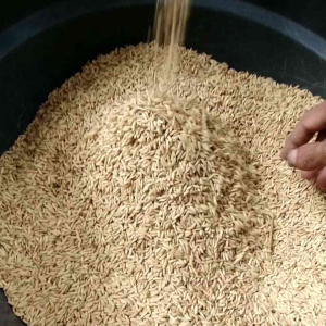 PADI 5KG BENIH BIBIT MR 337 BIJI GABAH SUPER BERKUALITAS UNGGUL