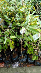 Bibit Durian Namlung Super: Tumbuhan Durian Berkualitas