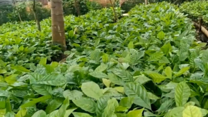 "paket hemat" 100 bibit kopi robusta unggul