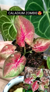 Caladium : Zombie