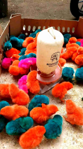 pewarna doc anak ayam (tidak boleh untuk makanan)