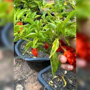 5 BIJI BENIH CABE SUPER PEDAS DORSET NAGA PEPPER