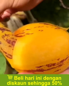 Bibit Buah Unggul Pepino Ungu Buah ini Dari Amerika Buah Pepino Adalah Buah Asli Andes Amerika Selatan karena rasa dan teksturnya yang mirip dengan melon dan mentimun
