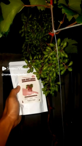 Nutrisi ab mix anggur pupuk cair untuk tanaman anggur 500 ml