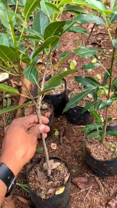 Tanaman Hias Bunga Sakura Tabebuya 50cm Bunga Pink Ping