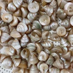 เปลือกหอยสังข์ขัดเงา 12PCS Polished green tower shell สำหรับตกแต่งบ้าน 2-3cm