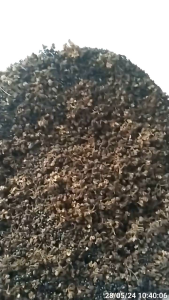 1 KILOGRAM ANDALIMAN KERING (Sichuan Peper) BUMBU MAKANAN KHAS BATAK. Pengiriman dari MEDAN