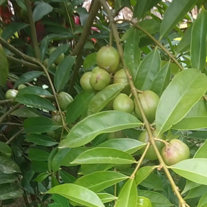 jual daun mahkota dewa segar 250 grm