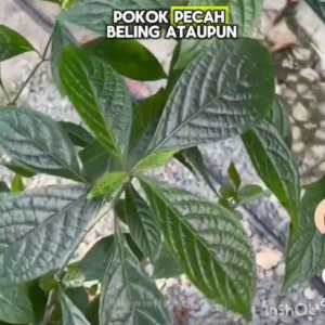 Daun Pecah Beling segar/黑面將軍葉(有機&天然/Organic) 100 herai(Batu karang)
