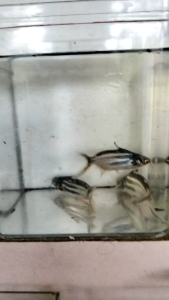 ikan patin untuk hiasan size 3inci -+ package 5 PCs per pack