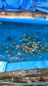 GARAM IKAN KUNING MENGOBATI DAN MENCEGAH PENYAKIT IKAN PREMIUM GRADE A