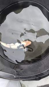 Genuine Japan Koi Bekko 55cm from Marusei Farm