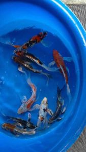 Genuine Japan Koi Long Fin 28-35cm from YAMASAN Farm