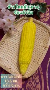 ข้าวโพดปลอม วัสดุผลิตจากยาง สวยเหมือนจรือ ราคา 1 ชิ้น ส่งไว สำหรับจำลอง เพื่อเพิ่มยอดขาย