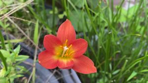 004.หัวดอกบัวดิน สกุลตลา หัวละ 10 บาท ดอกหอม