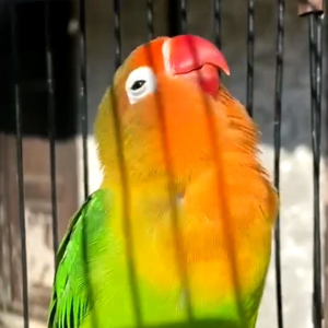 Tetes Kenceng LB Racikan Alami James For Bird. Supaya Burung Lovebird Cepat Dan Rajin Bunyi.