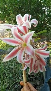 หัวดอกพลับพลึง ลิลลี่แคระ หัวละ 180 บาท