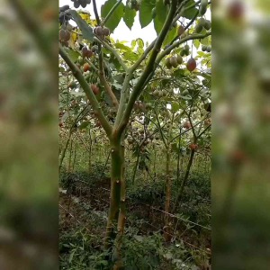 20 BUTIR BIJI BENIH TANAMAN TERONG BELANDA