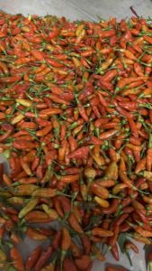 Cabe Rawit Merah Fresh dari Petani