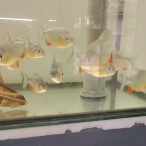 PACU/LIVE FISH /IKAN HIASAN /ORNAMENTAL FISH /AQUARIUM NEED /READY STOCK