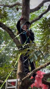 ครบชุดไม้ห่อทุเรียน ถุงแดง ยางรัดเส้นใหญ่ครึ่งกิโล มีคู่มือการใช้งาน