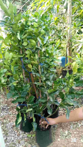 ต้นมะกรูด เสียบยอด