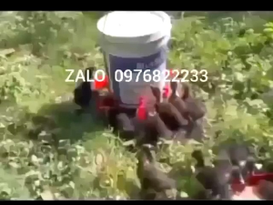 Combo 10 cốc nước tự động cho gia cầm