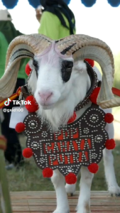 Gongseng Tinggi Kualitas: Aksesoris Domba Garut dari Kulit Sapi Asli