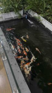 (จัดโปรสินค้าใหม่) อาหารปลาคาร์ฟ CHITA ขนาด 2.5 kg. มี 3 สูตร สำหรับปลาคาร์ฟทุกสายพันธุ์ และปลาสวยงามทั่วไป