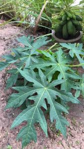 ต้นมะละกอเตี้ยชุมแพ 1ชุด3ต้น150บาท ต้นสวยพร้อมส่ง