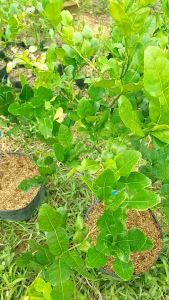 Combo 30 cây Chúc loại bầu nhỏ cao trên 35cm