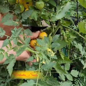 [Virladia Seeds] Biji Benih tanaman Tomat White Cherry