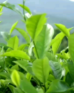 Teh Racik Khas Solo: 120 Gram