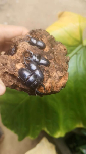 คีมร่องเก่าเต็มวัย1 ตัวพู่สวยๆพ่อพันธุ์เกรดAโปรโมชั่น