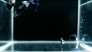 GUPPY SILVERADO BLUETAIL PAIR (GRADE) B40