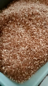 Beras Merah Pakan Burung & Unggas Nyakemasan Perpack 1kg