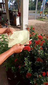 pisau mini pisau okulasi pisau multifungsi