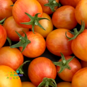 10 BUTIR BIJI/BENIH TANAMAN TOMAT CHERRY PINK BUMBLEBEE