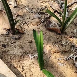 ว่านสี่ทิศ สีส้ม ว่านมงคล