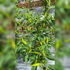BIJI BENIH TANAMAN CABE RAWIT GENIE F1 (Repack)