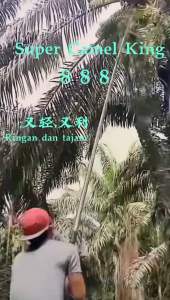 Super camel king 888 New