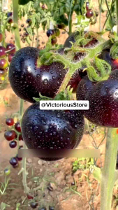 1 Pack (800 Butir) Benih Tomat Cherry Hitam Black Tomato F1 Kemasa Import / benih hidroponik