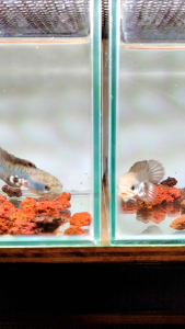 Blue Pulchra 4-4.5 inchi 10-12cm 100% Cb Quiality （Pallet Trained）