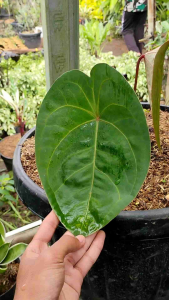 Anthurium Hybrid -  - Pokok Anthurium Hibrid - एंथूरियम संकर पौधा Anthurium Hybrid – Rare Foliage or Bloom Collector’s Choice Indoor Statement Exotic Look Easy Aroid LIVE PLANT