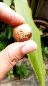 Batu Akik Mustika Hoki Teratai Emas: Keberuntungan & Koleksi