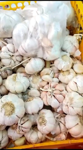 Bawang Putih 1kg SINCO berkulit