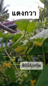 เมล็ดพันธุ์ แตงกวา(ไม่ใช่แตงร้าน) 50-70เมล็ดสวย