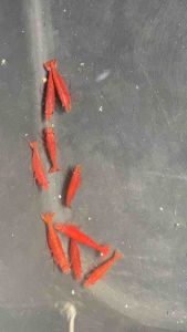 Tép cảnh màu Fire red trang trí hồ thuỷ sinh cá cảnh