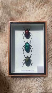 ผีเสื้อสต๊าฟ กล่องแมลงสต๊าฟ กล่องแมลงเพื่อการศึกษา กรอบไม้ กล่องแมลง ของแต่งบ้าน ของสะสม ผลิตและจัดจำหน่าย พร้อมส่ง